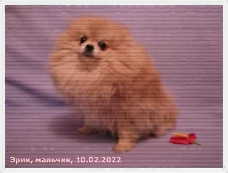 шпиц мальчик для племенного использования