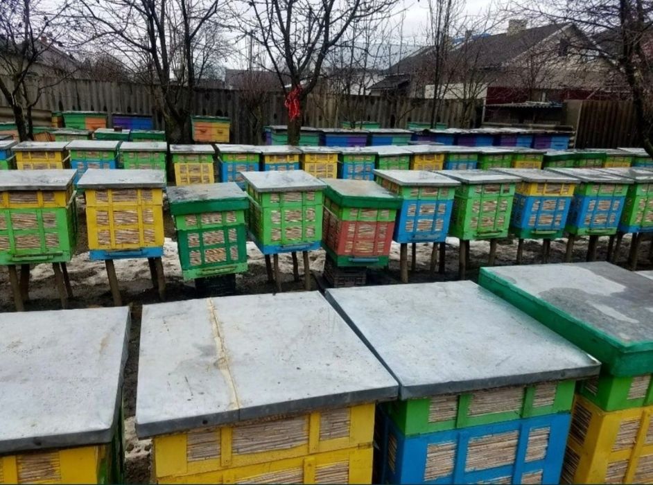 Продам вулики...