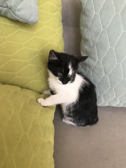 Oddam kotke w dobre ręce