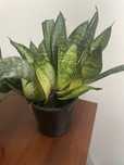 Sansevieria z domowej rozsady