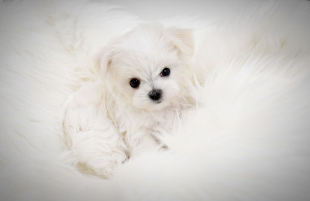 Maltańczyk koreański piesek