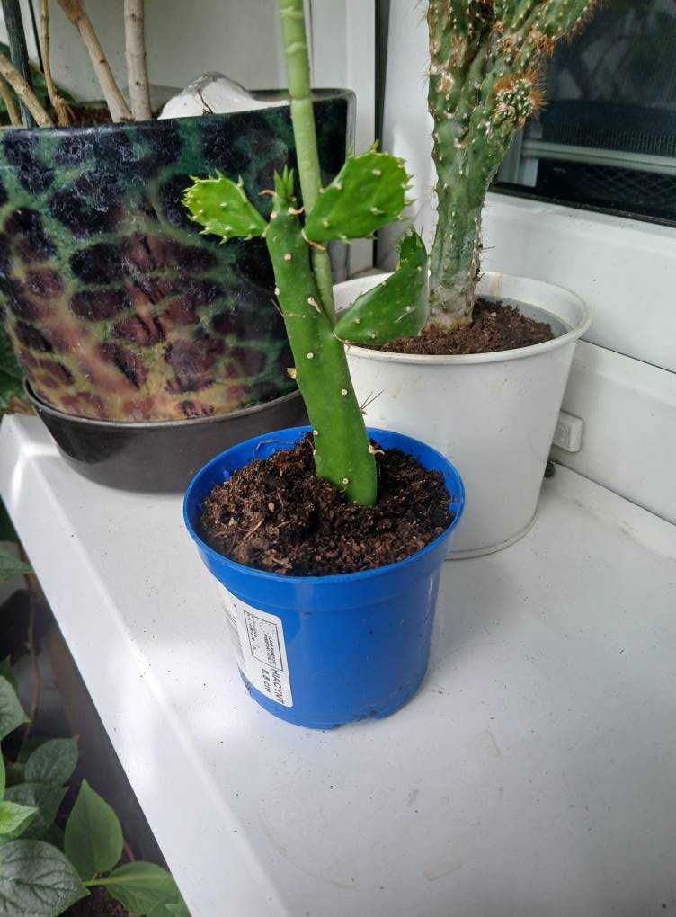 Kaktus (Cactus) Opuntia Jamaica