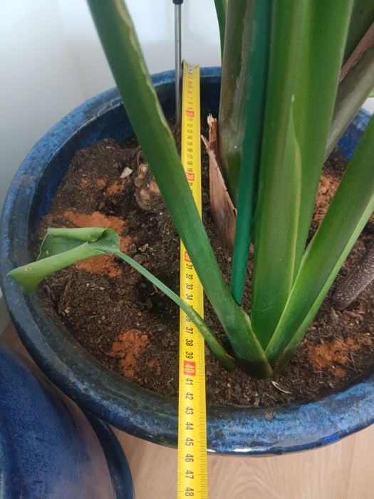 Vasos ceramica azuis