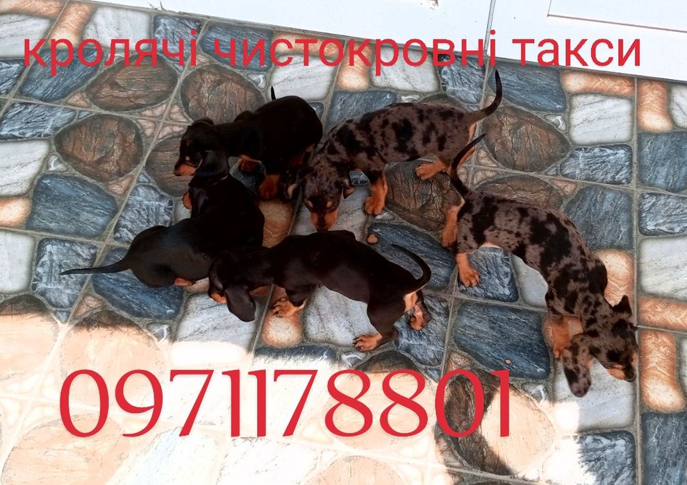 Такси міні
    Мають гарну вроду та веселу вдачу.