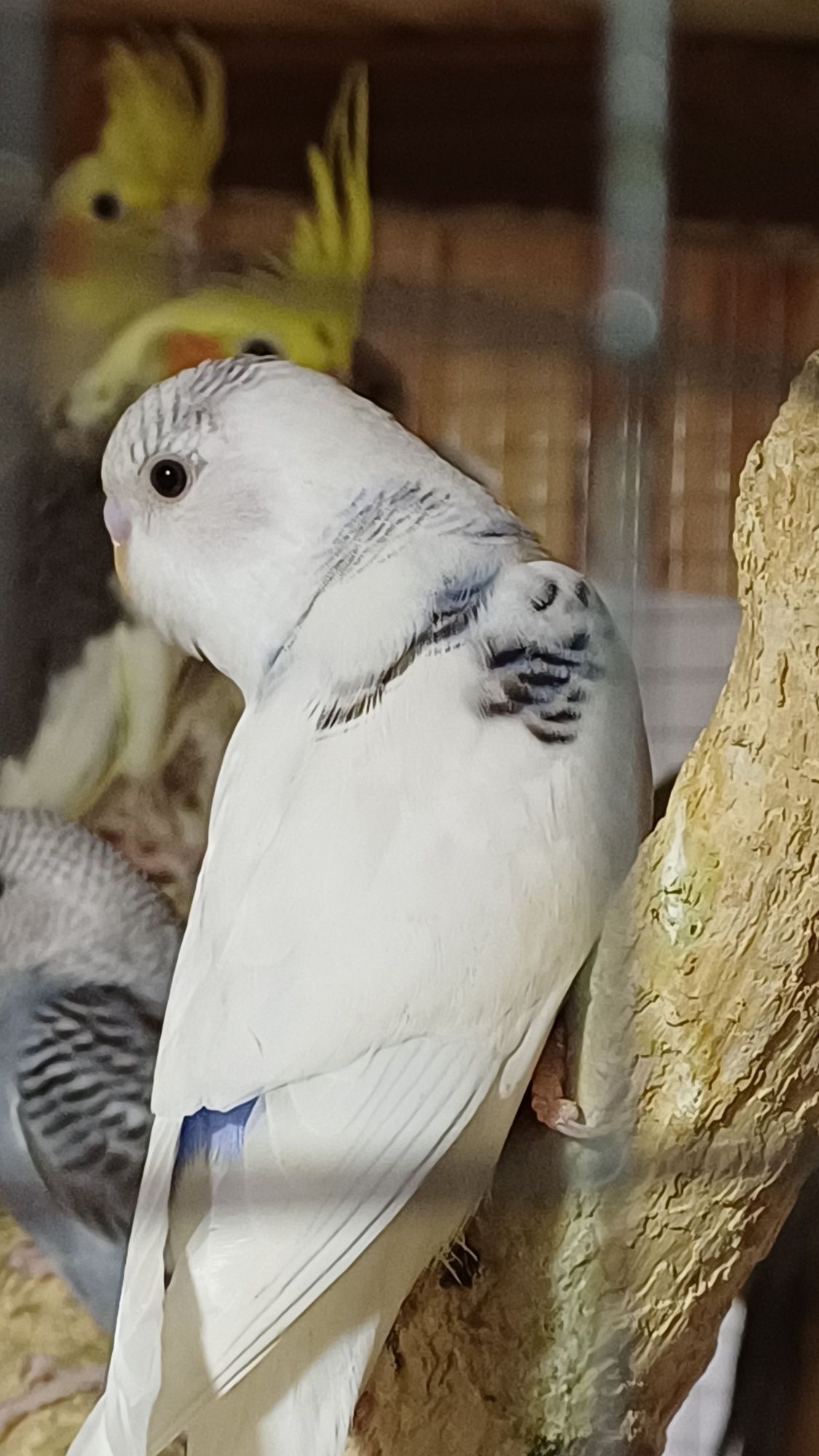 Młode papużki faliste