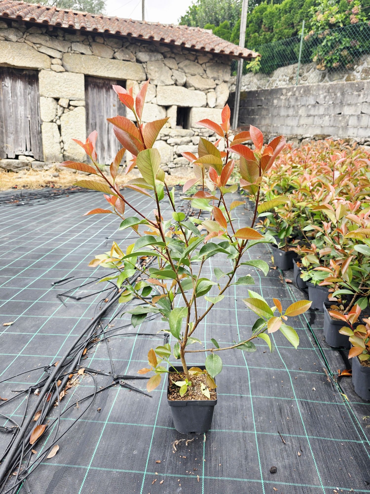 Photinias Red Robin