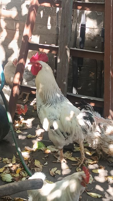 Петух большой и карликовый