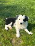 Border collie samce ISDS/FCI