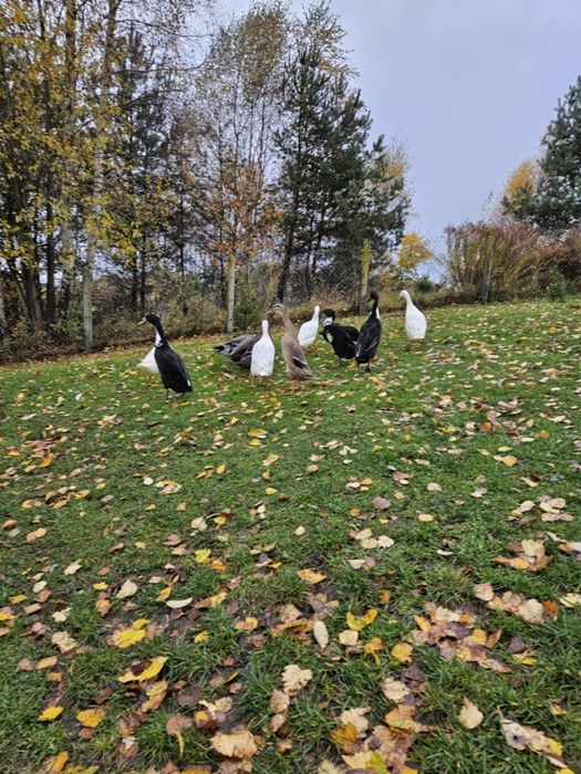 Biegus indyjski kaczka