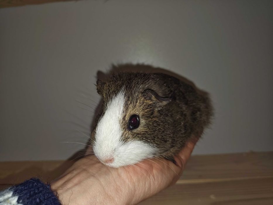 cavia domowa świnka morska