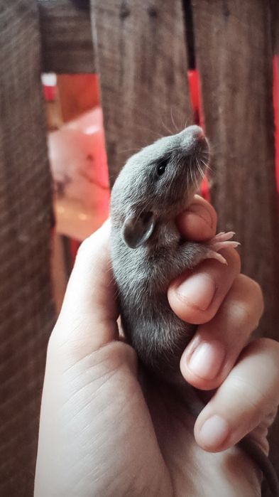 Szczurki odmiany Dumbo szare