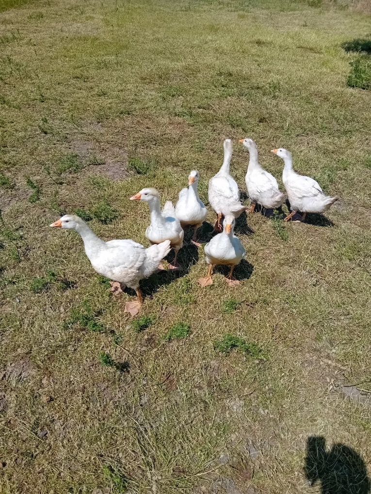 Gęsi młode białe