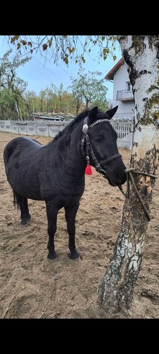 Koń huculski na sprzedaż