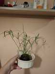 Sprzedam mix papirusów cibora koperkowy variegata