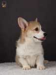 Welsh Corgi Pembroke ZKwP FCI piesek po CH.Pl