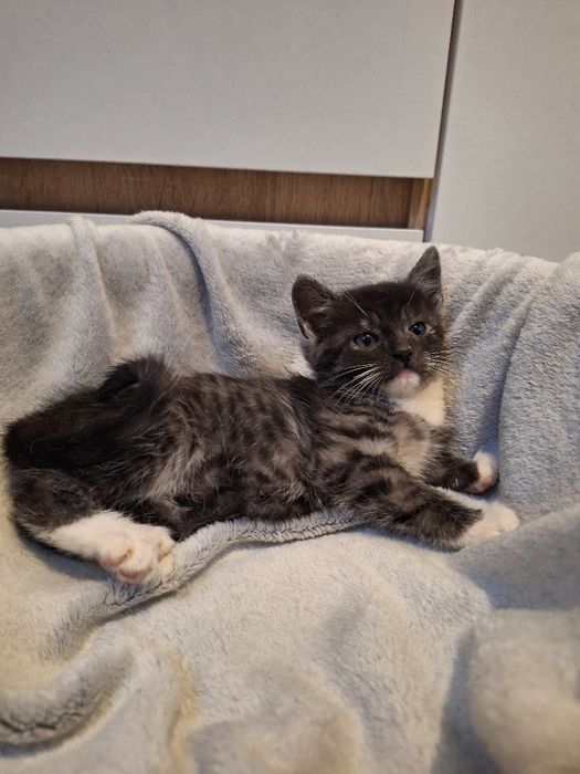 Kotka do adopcji