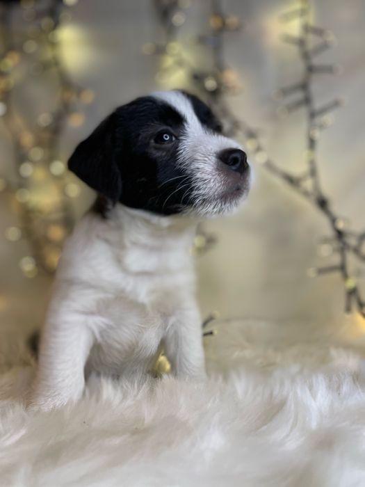 Szczeniak Jack Russell Terrier (FCI)