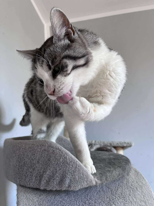 Prześliczny kocurek BAZYL czeka na domek !