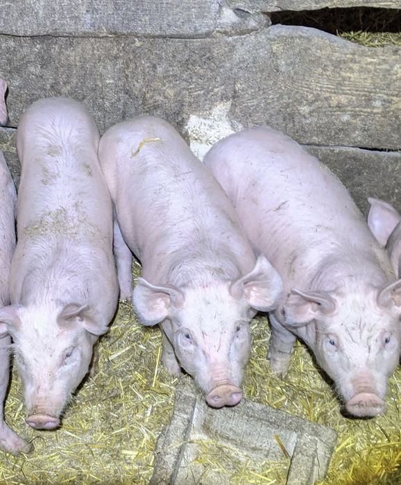 Домашні поросятка