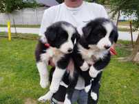 Border Collie Piesek