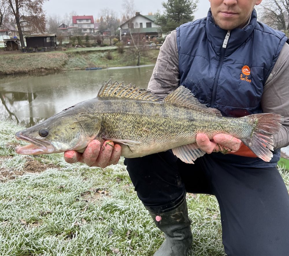 Karp Żywy Handlowy Pan Karp Pstrąg Amur Szczupak Sandacz Jesiotr Sum