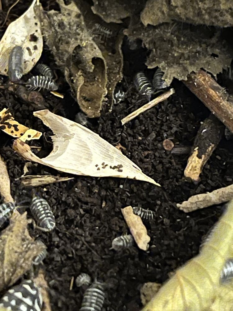Isopody (Armadillidium maculatum) 10 sztuk
