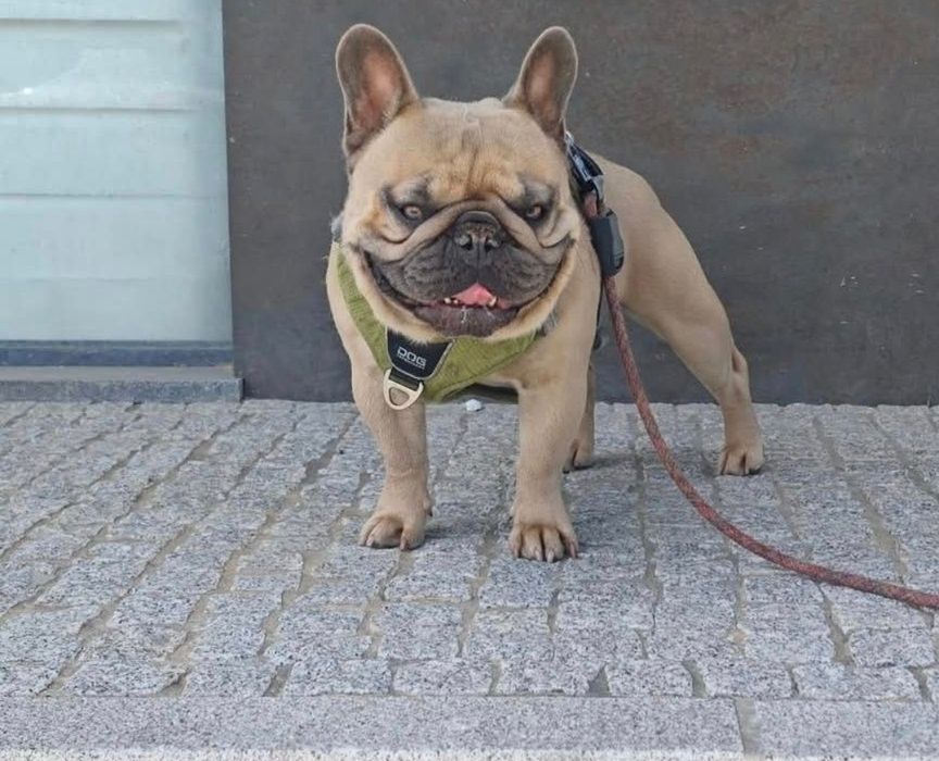 bulldog  blue tan fêmea