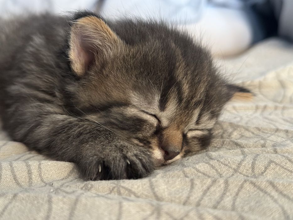 Віддам кошенят в люблячі руки