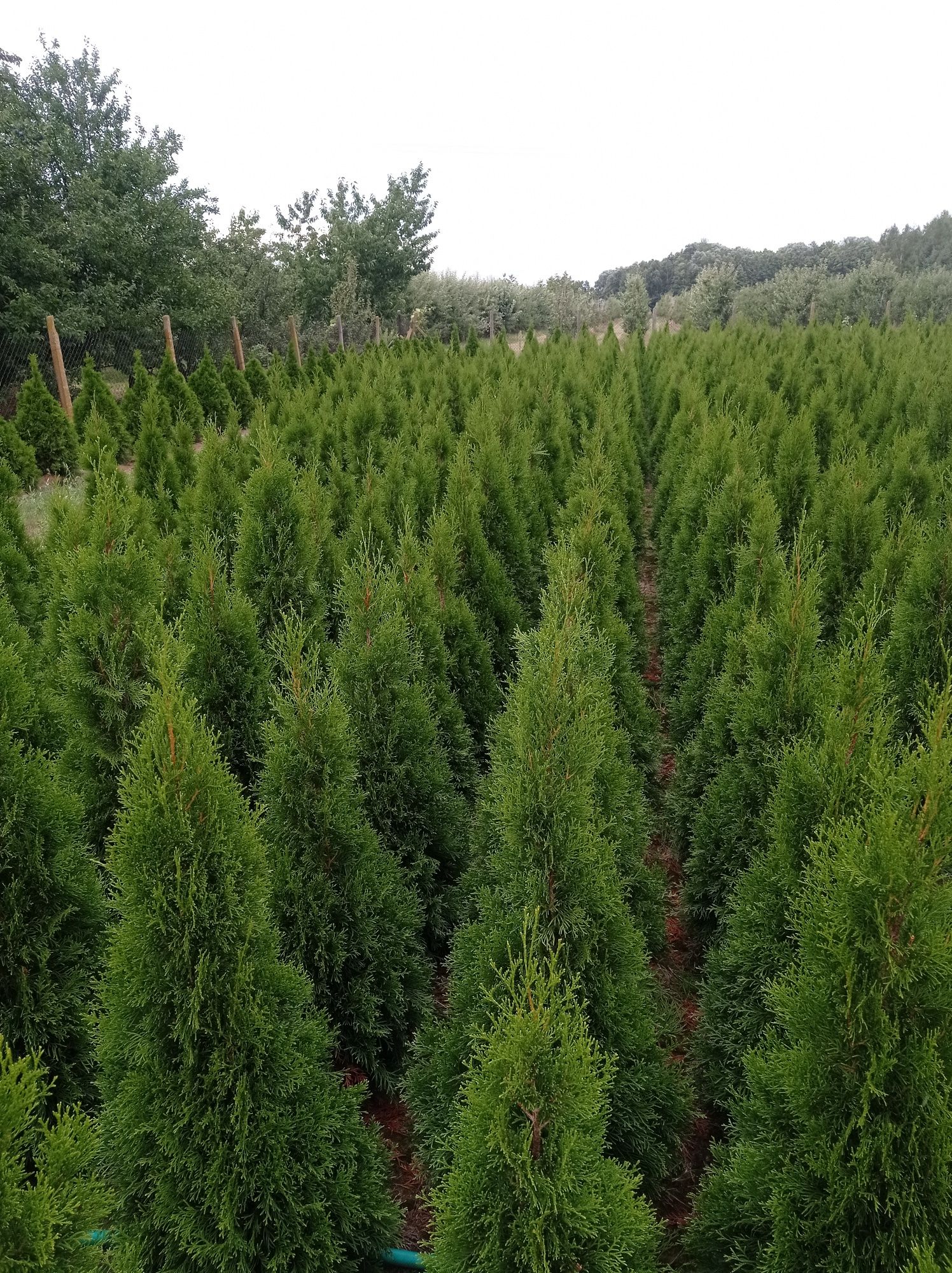 Thuja szmaragd od 100cm