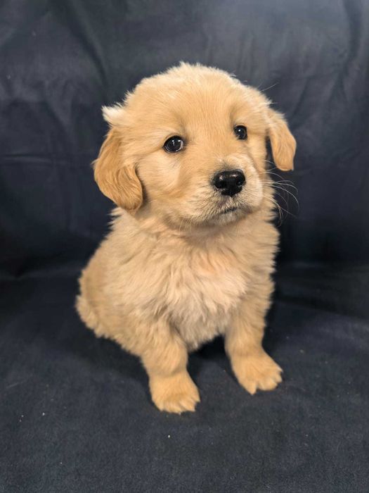 Golden Retreiver
