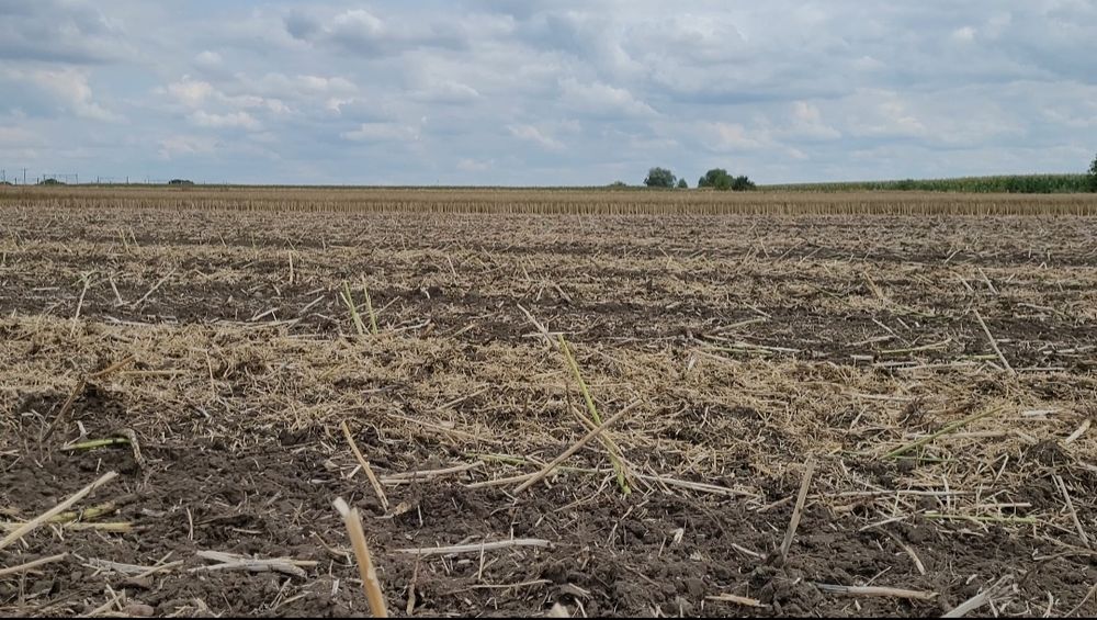 Wydzierżawię ziemię rolną,dzierżawa