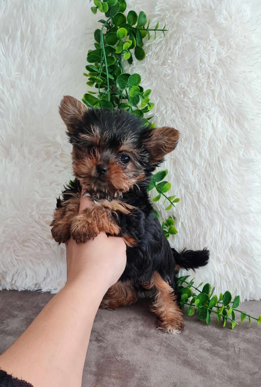 Yorkshire Terrier, mini, top