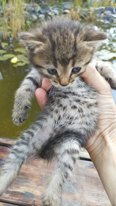 Віддам кошенят в добрі руки