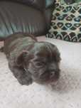 Maluszki Shih Tzu