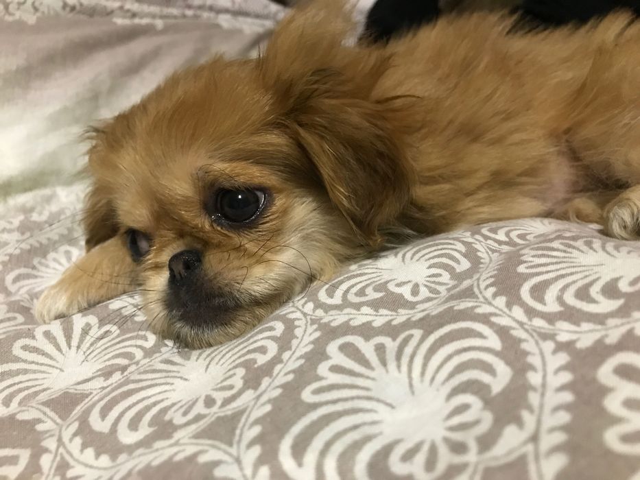 Пропала собака пекинес на Сталеваров