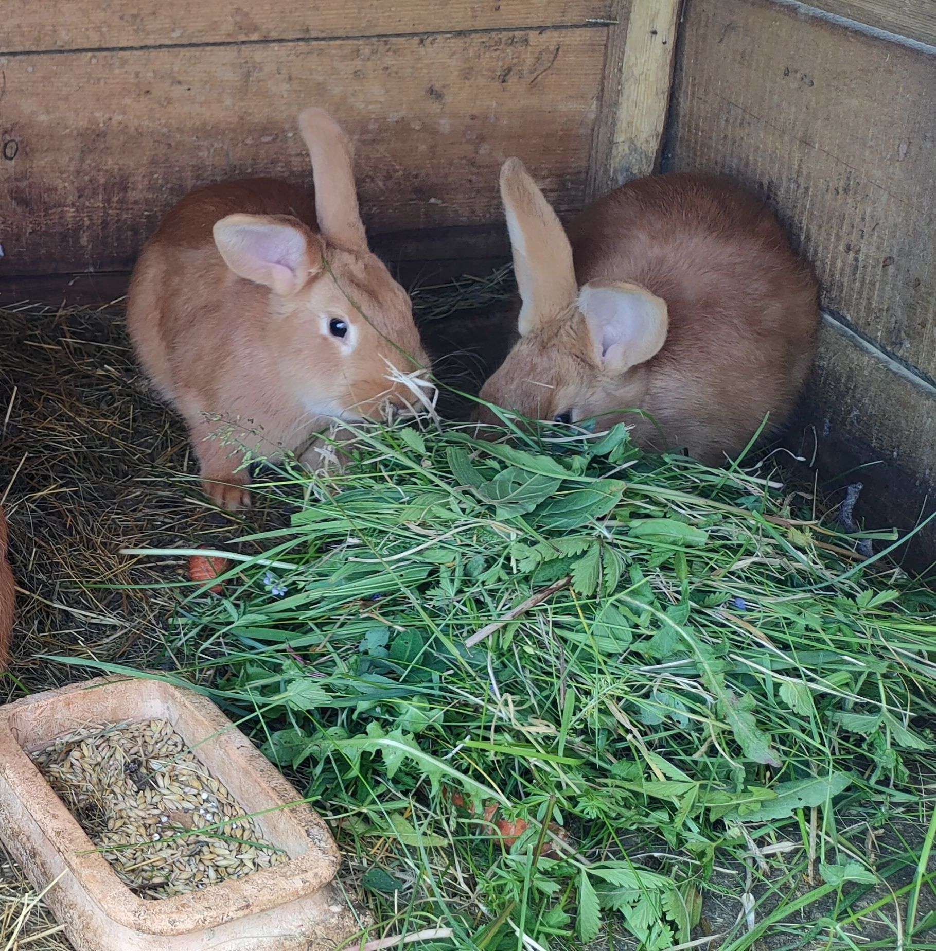 Króliki burgudzkie