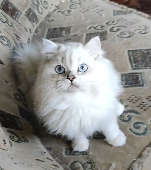 Шикарный мальчик шиншиллка поинт