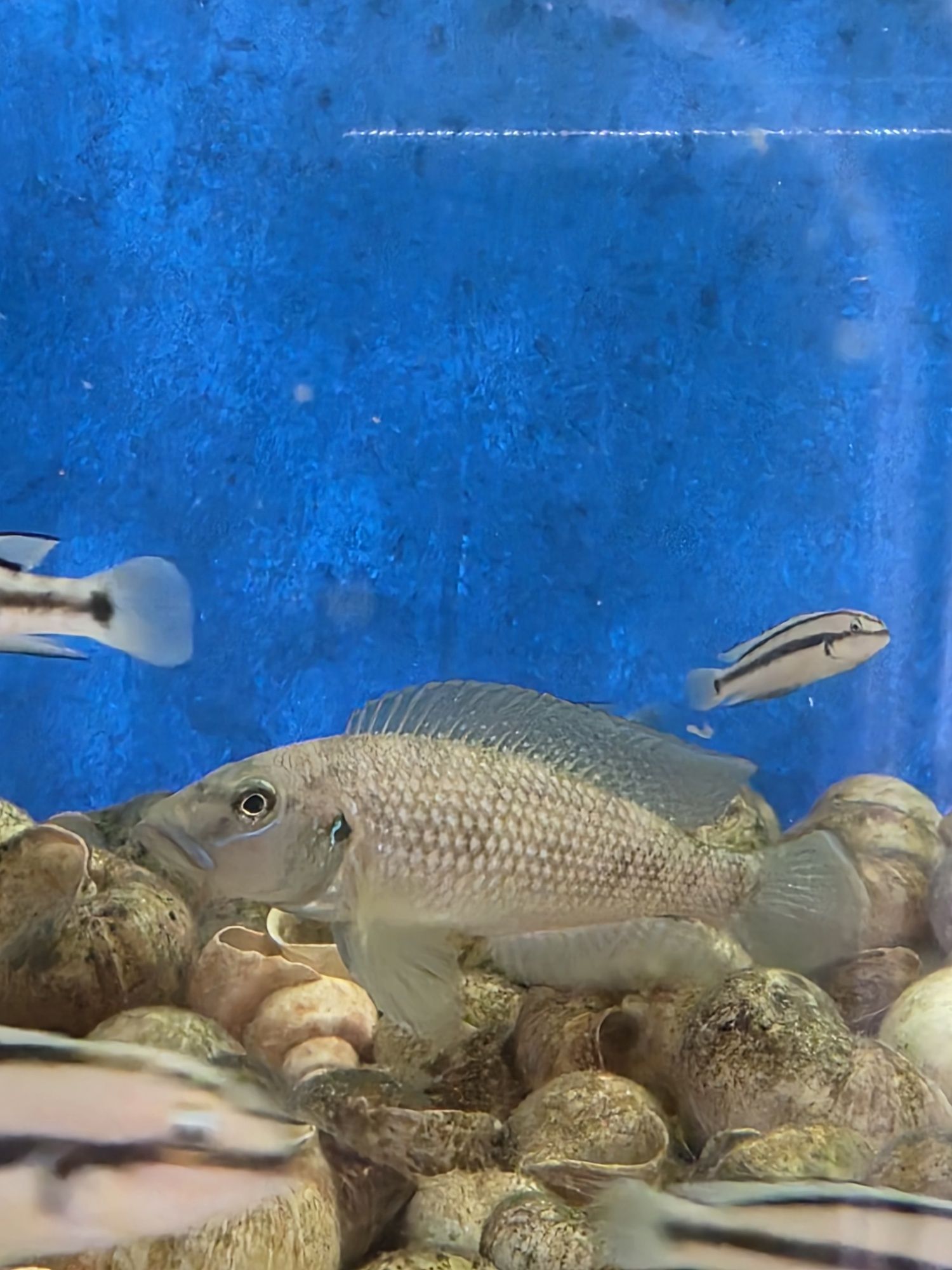 muszlowce Lamprologus Callipterus 'Sibwesa' tanganika