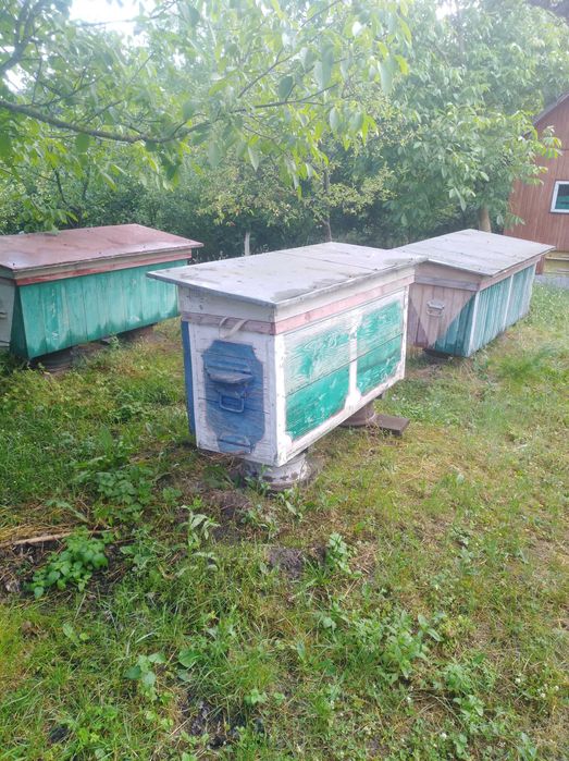 вулик український лежак дадан з бджолами і сам вулик, рамки