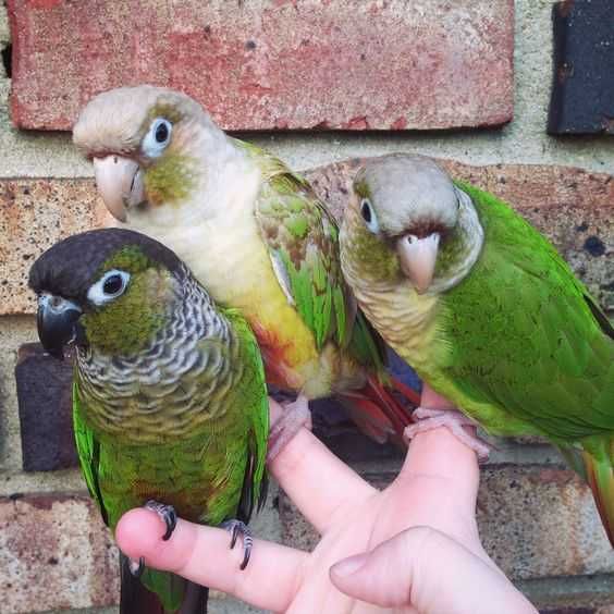 Умный и нежный попугай, попугай гений - Пиррура, разноцветные