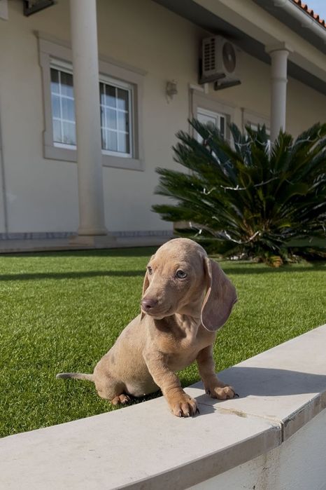 Arlequim isabella teckel fêmea