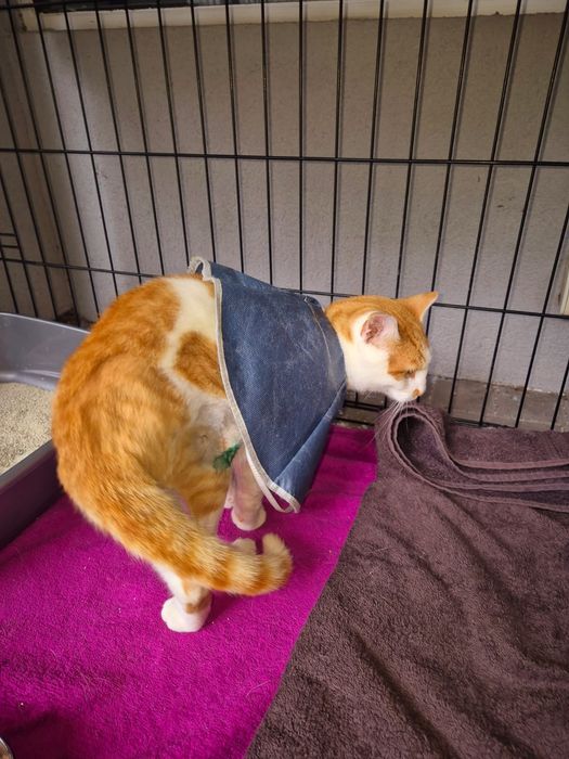 Uroczy rudzielec szuka domu