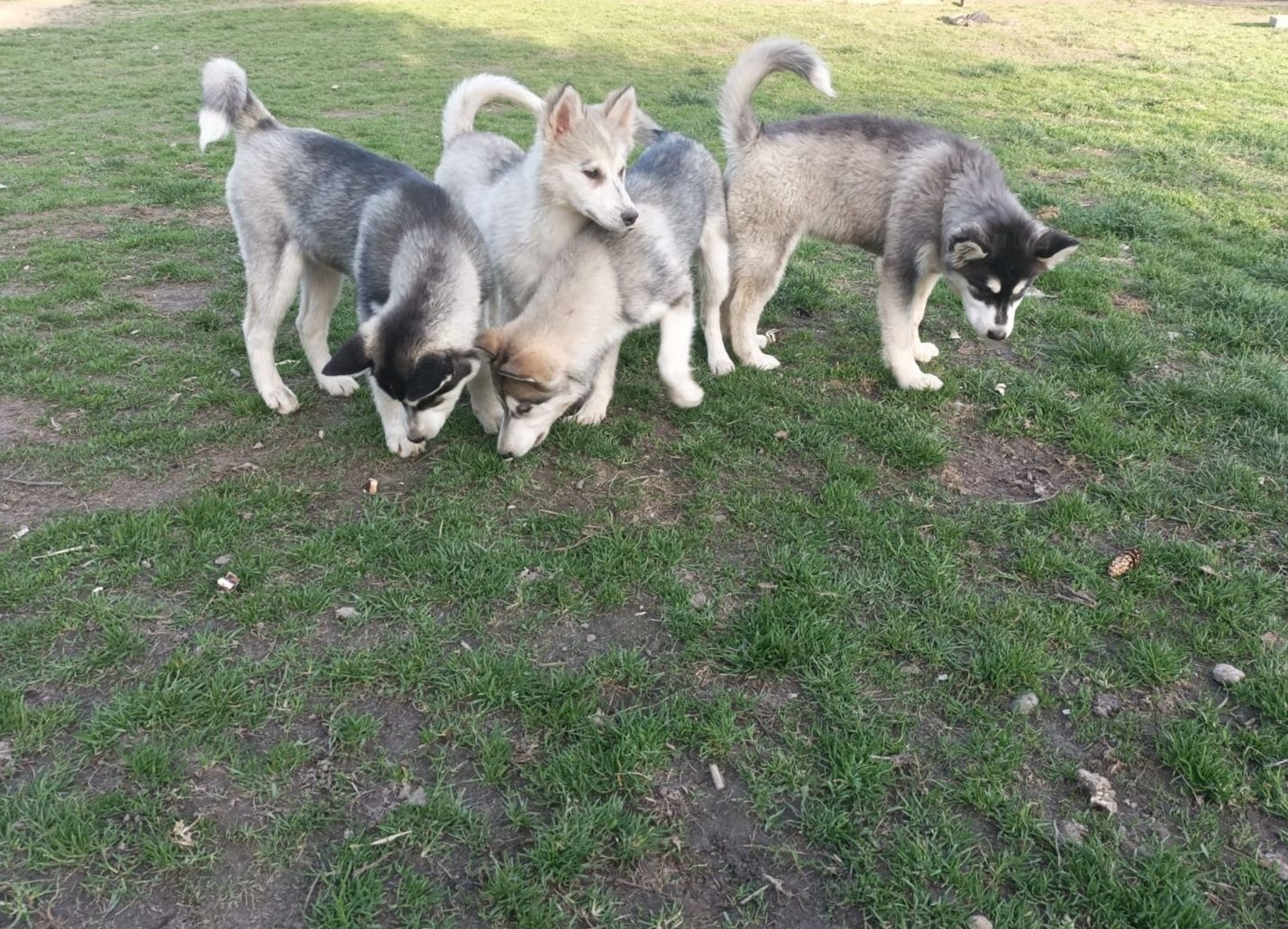 Husky Syberyjski