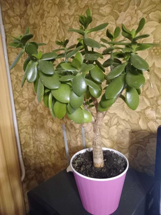 Комнатные растения Крассула \денежное дерево.