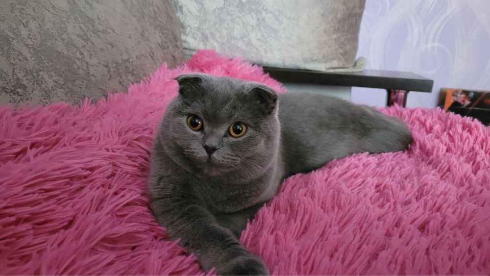 Ніжна та лагідна кицюня шукає новий дім