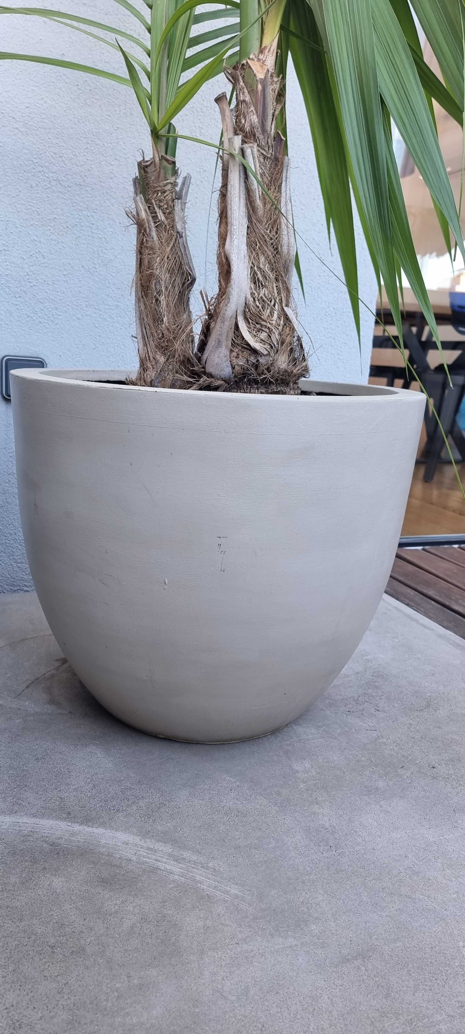 Palmeira com vaso planta de interior ou pouco sol