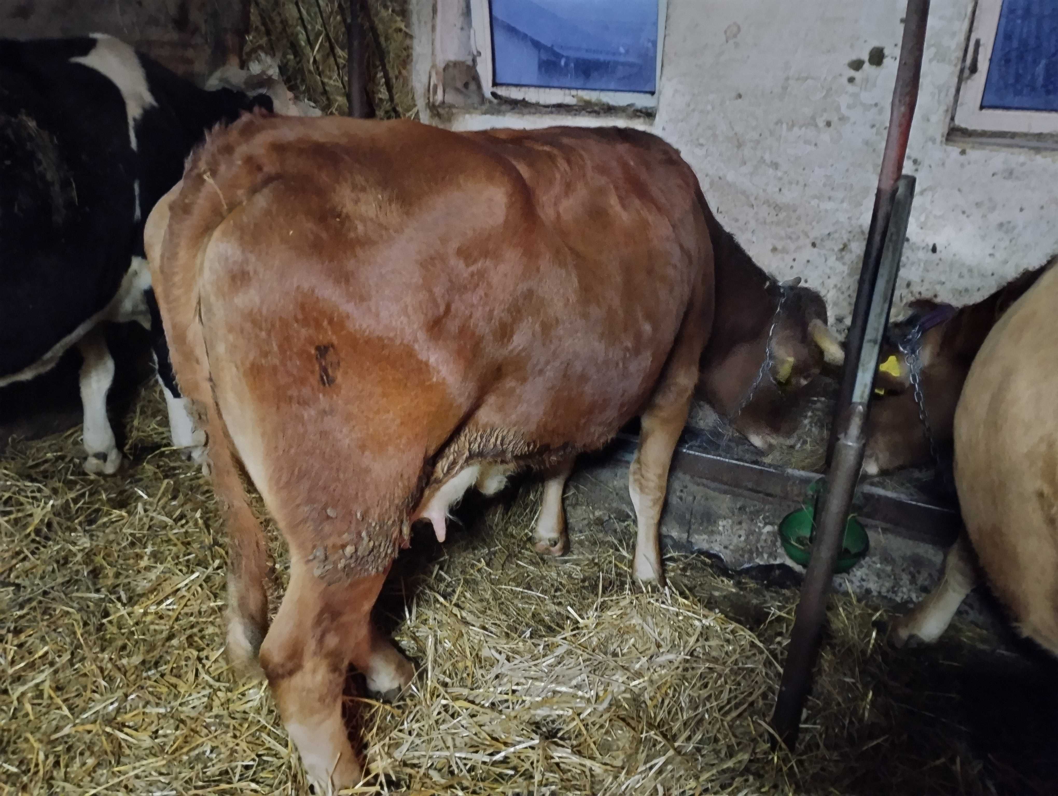 Krowa, Jałówka limousine cielna