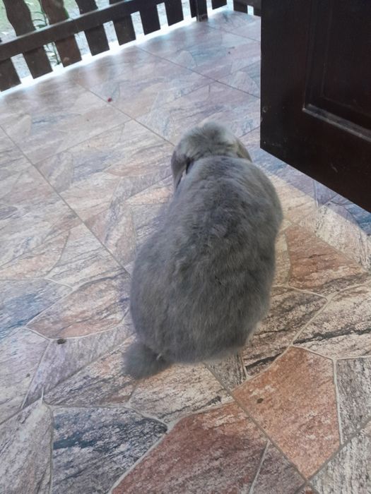 Sprzedam samice krolika