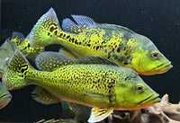 kelberi e piquiti peacock bass