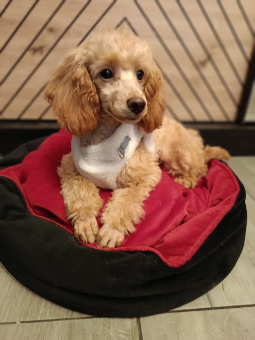 Suczka pudel toy/miniatura